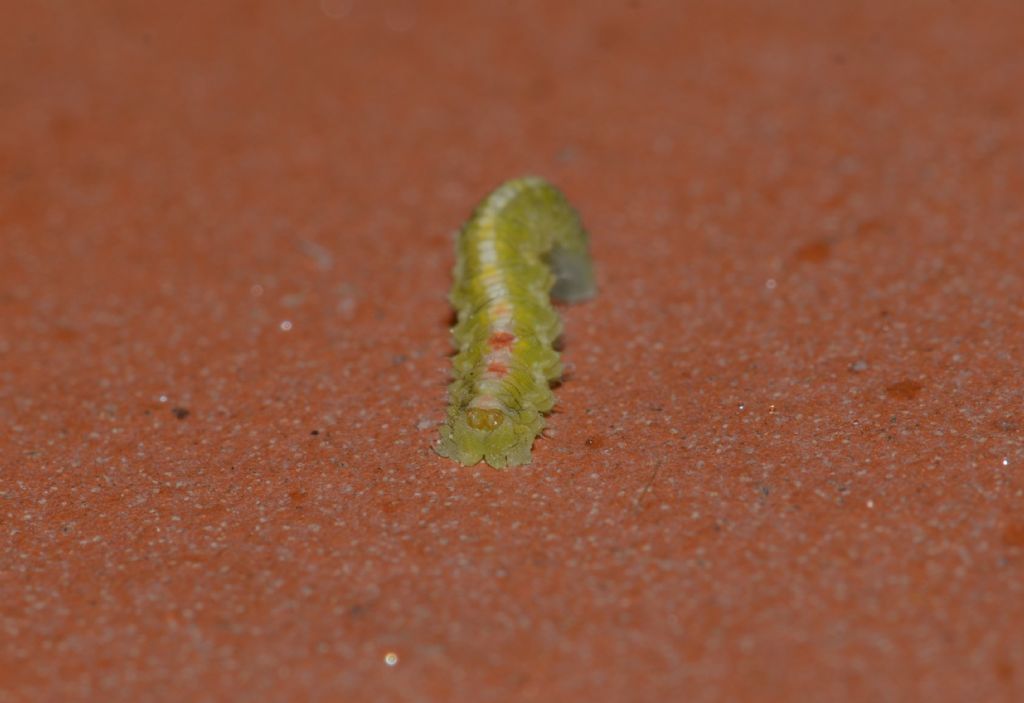 Larva di Surphidae da confermare